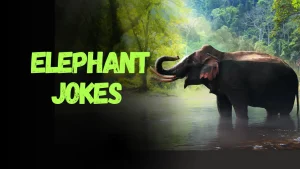 Elephant Jokes