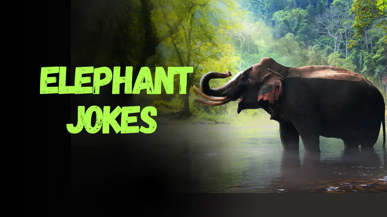 Elephant Jokes